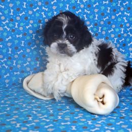 Shihpoo Puppies from Sherry’s Shih-Poos