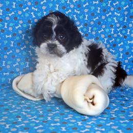 Shihpoo Puppies from Sherry’s Shih-Poos