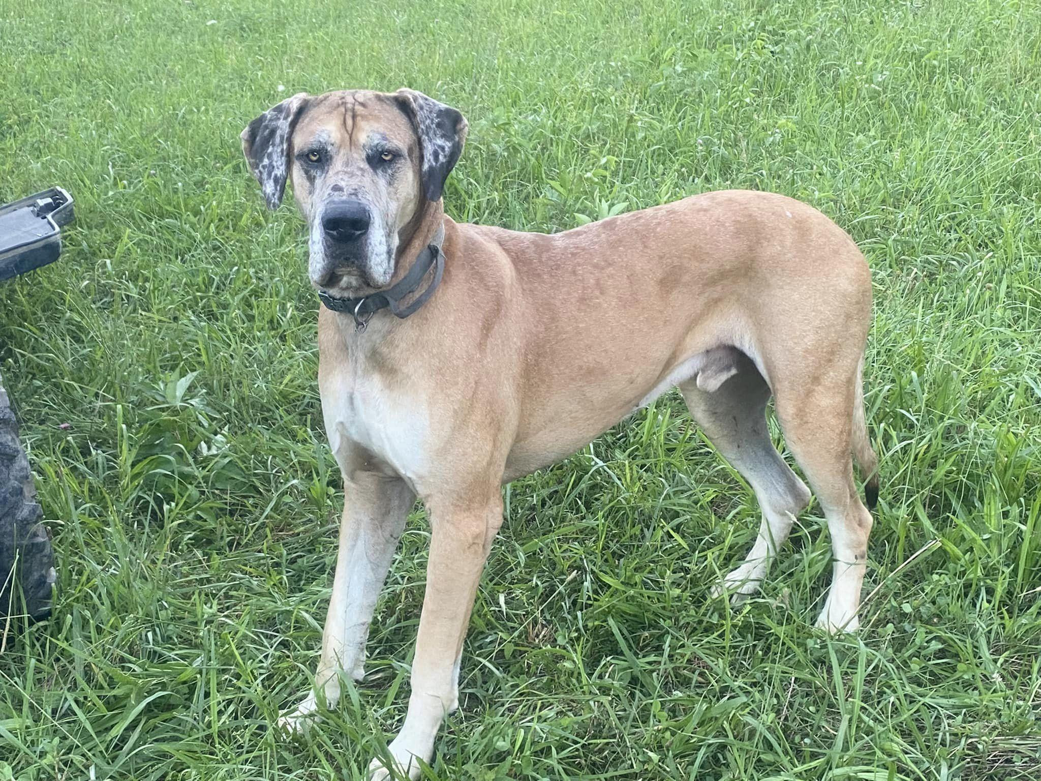 Mountain Valley Farm Great Danes in Tennessee | Great Dane puppies ...