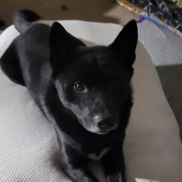 Toshi - Shiba Inu