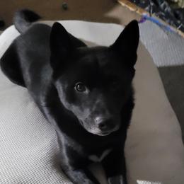 Toshi - Shiba Inu