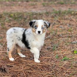 Australian Shepherd, Miniature American Shepherd, and Miniature Australian Shepherd Puppies from Diamond Arrow Aussies