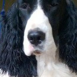 English Springer Spaniels from KStar English Springer Spaniels
