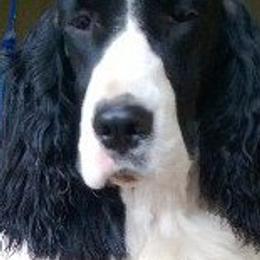 English Springer Spaniels from KStar English Springer Spaniels