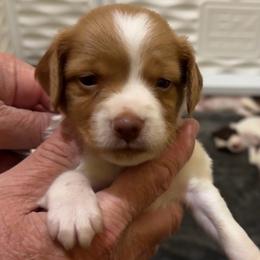 Brittany puppies from HillTop Brittany Kennel
