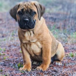 Cane Corso Puppies from Catawba Cane Corso