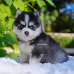Summit - Gray and white male Pomsky puppy in Boca Raton, Florida from Cardinal Point Pomskies