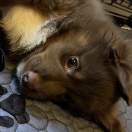 Boy 5 - male Miniature American Shepherd puppy in Hurt, Virginia from Sweet Prada's Farm