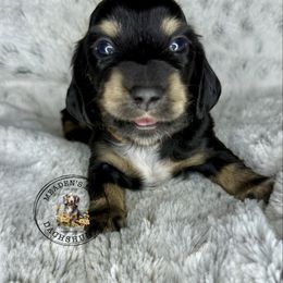 Brown collar - Black and cream female Dachshund puppy in Burgettstown, Pennsylvania from Meaden’s Mini Dachshunds