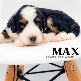 Max - Tri-color male Bernedoodle puppy in Tipton, Indiana from Country Creek Doodles