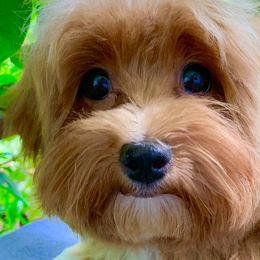 Havanese from Littlepage's Havanese