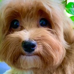 Havanese from Littlepage's Havanese
