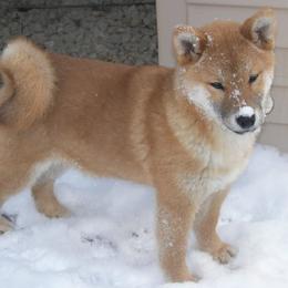 Shiba Inu and Yorkshire Terrier Puppies from Royal Kennels
