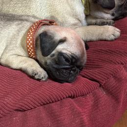 Lucky - Fawn male Pug puppy in Moorefield, West Virginia from Wratchford Farms