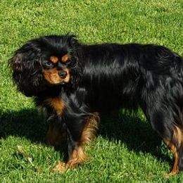 Ellie Sunshine - Cavalier King Charles Spaniel