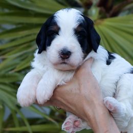 Aby - Black and white male Bernedoodle puppy in Palm Desert, California from Palm Canyon Bernedoodles