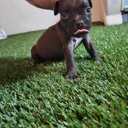 Bella - Black female American Bully puppy in Puyallup, Washington from Gamer Bullyz