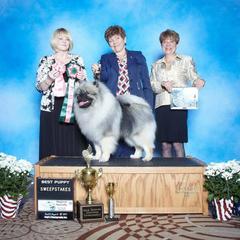 Keeshond Puppies from Anna Boehringer