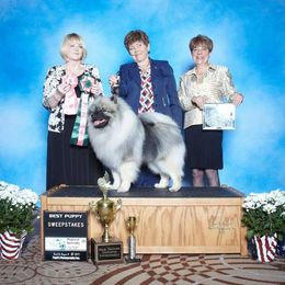 Keeshond Puppies from Anna Boehringer