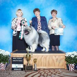Keeshond Puppies from Anna Boehringer