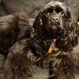 Cocker Spaniel All Grown Up from Once Upon a Time Cockers