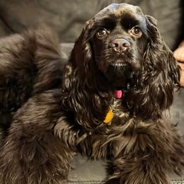 Cocker Spaniel All Grown Up from Once Upon a Time Cockers