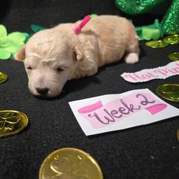 1 hot pink - Apricot female Maltipoo puppy in Sahuarita, Arizona from Cowgirl's Legacy Maltipoos