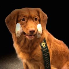 Nova Scotia Duck Tolling Retrievers from Neff Tollers