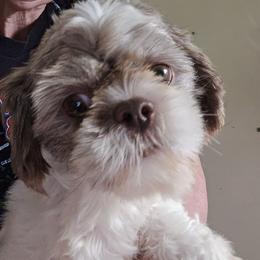 Henrietta - Shih Tzu