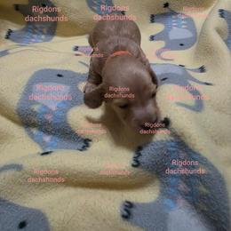 Orange boy - Cream male Dachshund puppy in Sour Lake, Texas from Rigdon's dachshunds