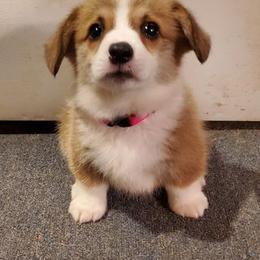 Pembroke Welsh Corgi Puppies from Benischek's P. W. Corgi's