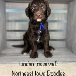 Linden - Chocolate male Goldendoodle puppy in Cedar Falls, Iowa from Northeast Iowa Doodles