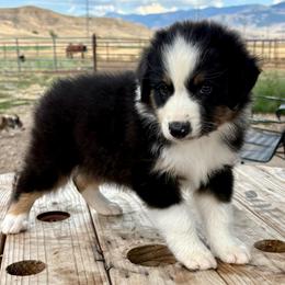 Cove - Black tri-color male Australian Shepherd puppy in Preston, Idaho from KC Bar Ranch Aussies