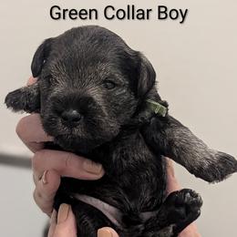 Green Collar - Salt and pepper male Miniature Schnauzer puppy in Peoria, Arizona from Hall Miniature Schnauzers