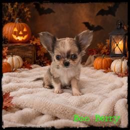 Boo Berry - Blue merle male Chihuahua puppy in Demorest, Georgia from Sourpatch Chihuahuas
