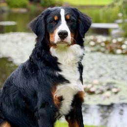 Tink - Bernese Mountain Dog