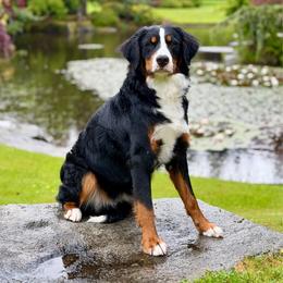 Tink - Bernese Mountain Dog