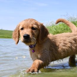 Girl 7 - female Golden Retriever puppy in Milan, Tennessee from Ivy League Golden Retrievers