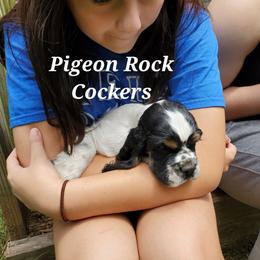 Pigeon Rock Cocker's Green Collar - Black white and tan male Cocker Spaniel puppy in Calhoun, Georgia from Pigeon Rock Cockers