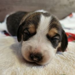 Tri color female - Black tan and white female Beagle puppy in Spring Branch, Texas from Lost Trail Kennels