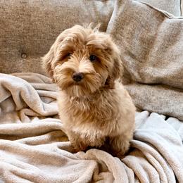 Goldendoodle Puppies from Cedarcrest Goldendoodles