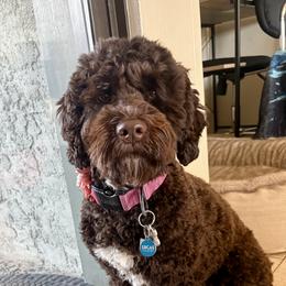 Darcy - Australian Labradoodle