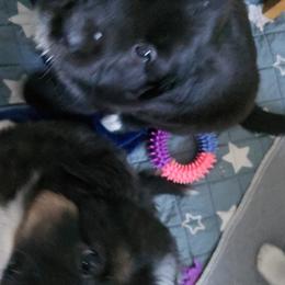 Australian Shepherd and Miniature Australian Shepherd Puppies from Cara Harker