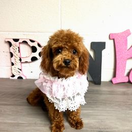 Strawberry - Poodle
