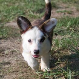 Sway - Brindle and white female Cardigan Welsh Corgi puppy in Bland, Missouri from Shadey Lane Corgis