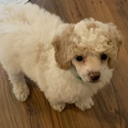 Poodle Puppies from Top Shelf Toy Dogs