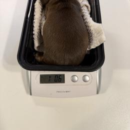 Chris - Chocolate and cream male Dachshund puppy in Irving, Texas from DFW Dachshunds by G & S