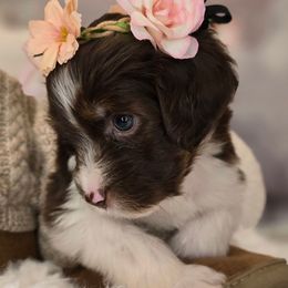 Marilyn - Brown female Double Doodle puppy in Prescott Valley, Arizona from Ramirez Family Doodles