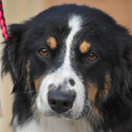 Dolly - Miniature Australian Shepherd