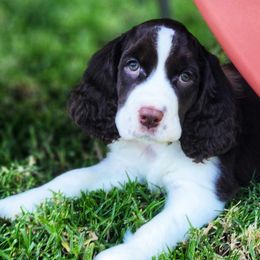 English Springer Spaniels from Cashmere ESS